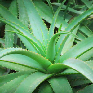 Aloe Vera